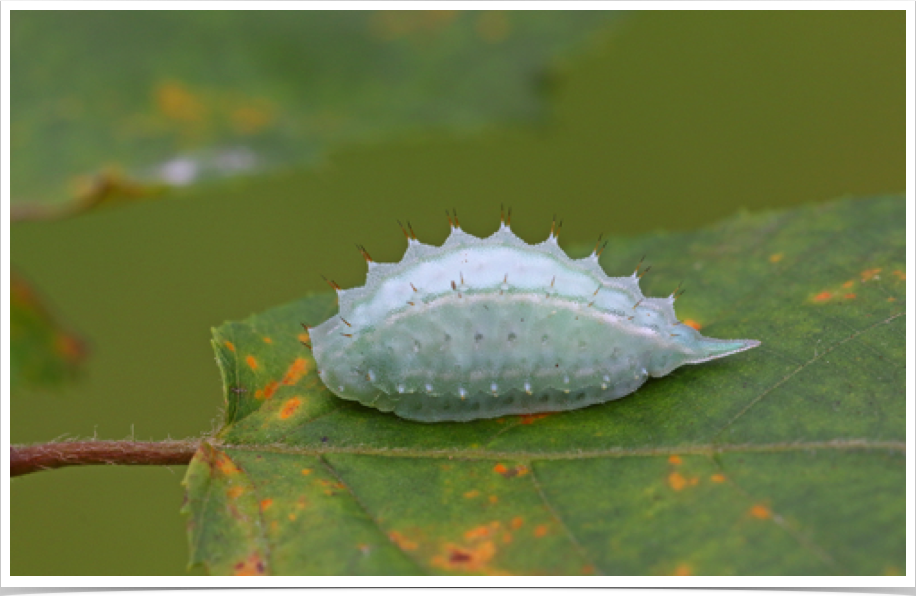 Packardia geminata
Jeweled Tailed Slug
Bibb County, Alabama